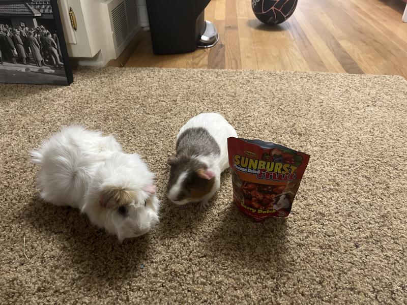 My guinea pigs