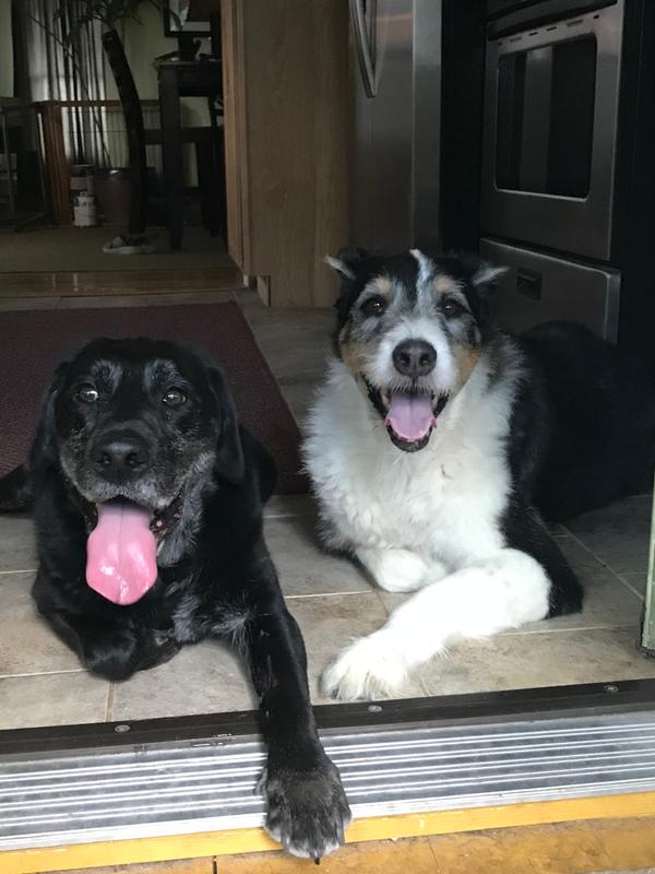 Happy Doggos!❤️❤️