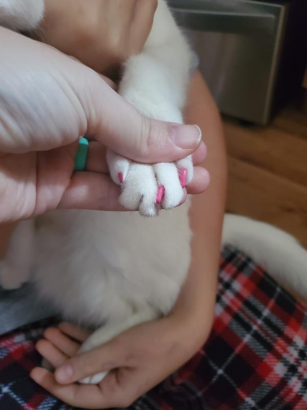 Well Good Pink Clear Cat Nail Caps X Small Petco