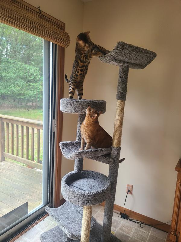 Prestige cat trees best sale