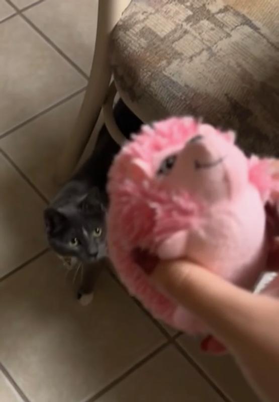 Fluffy pink "cat" toy!