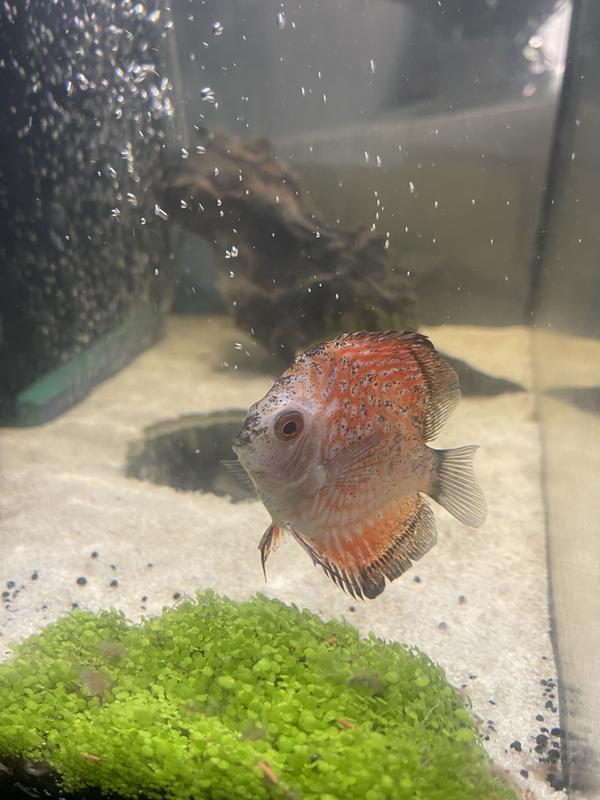 Discus fish outlet petco