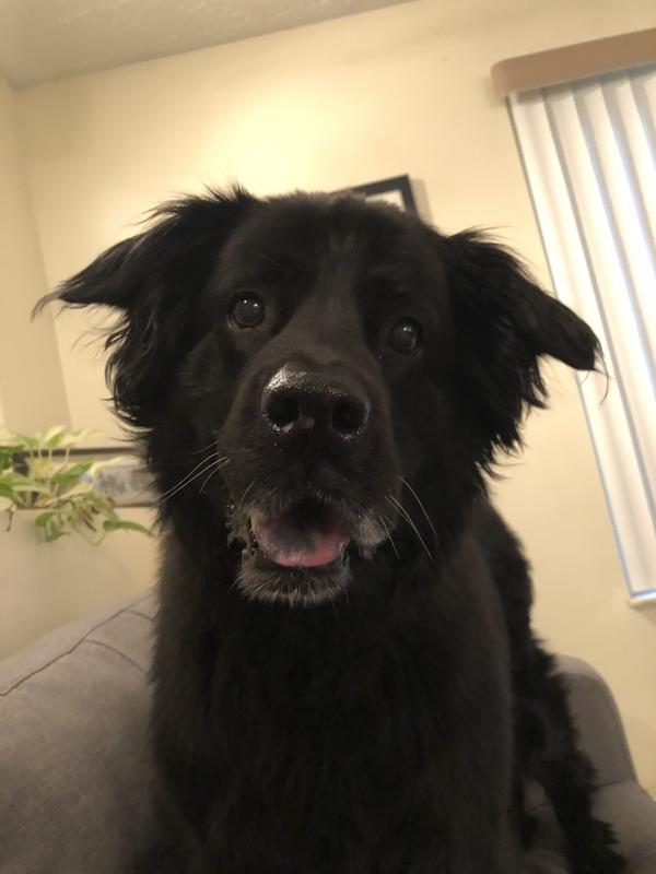 Finnegan