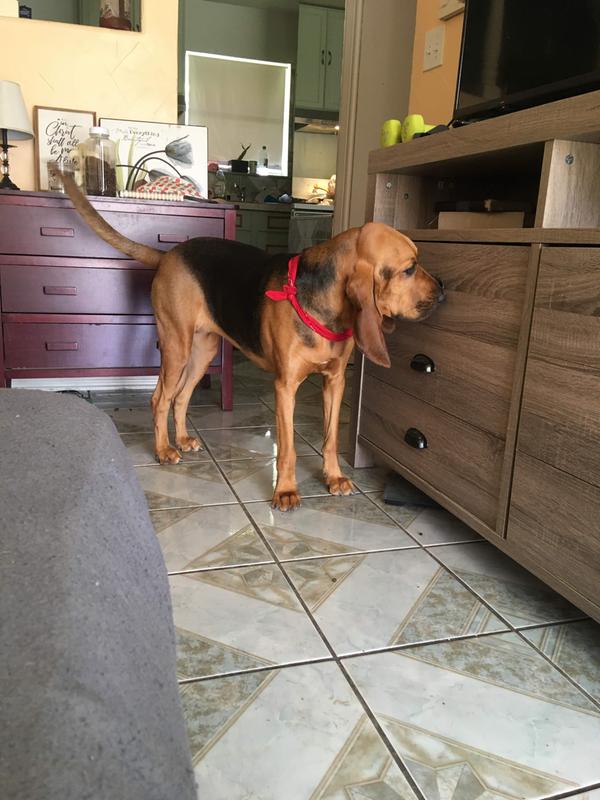 Beagle and bloodhound blue buffalo consumers