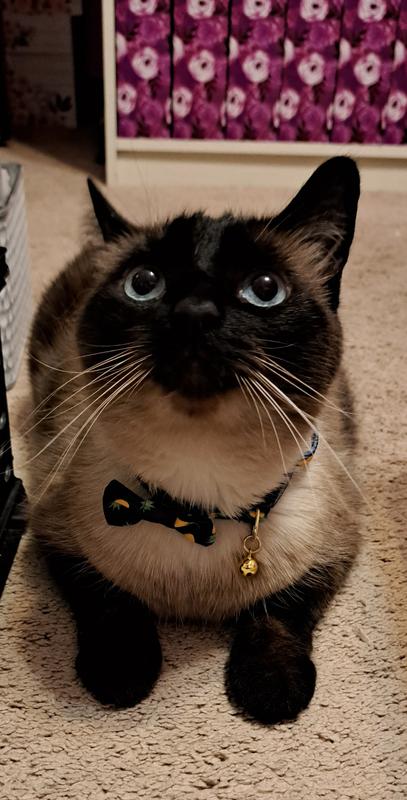 Piña Colada 1/2 Fancy Cat Collars