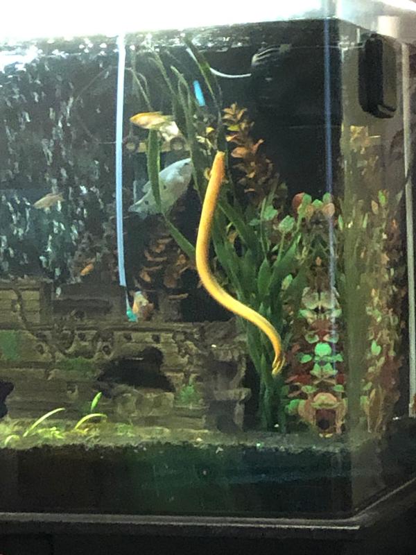 Nessie