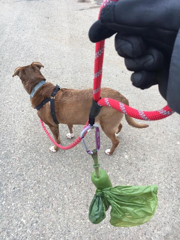 Guardian Gear Red 6 Foot Reflective Rope Lead – Little Paws Unleashed