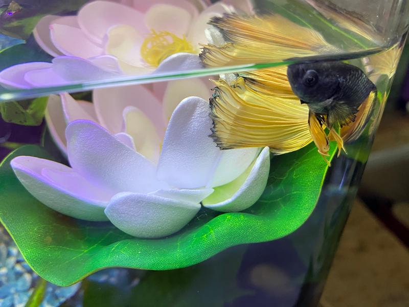 betta bed leaf hammock petco