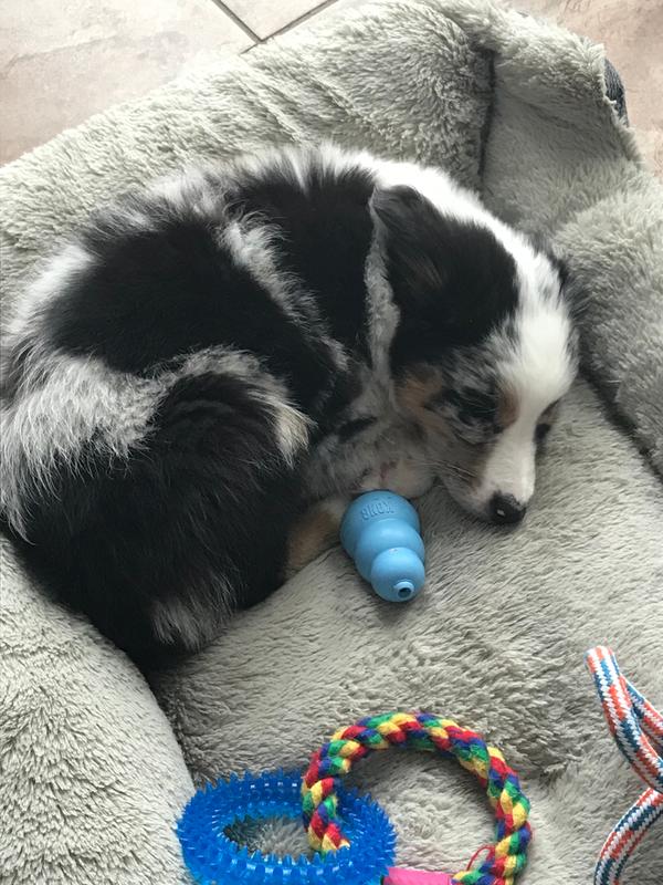 Sleeping with kong after he ate the cookie!