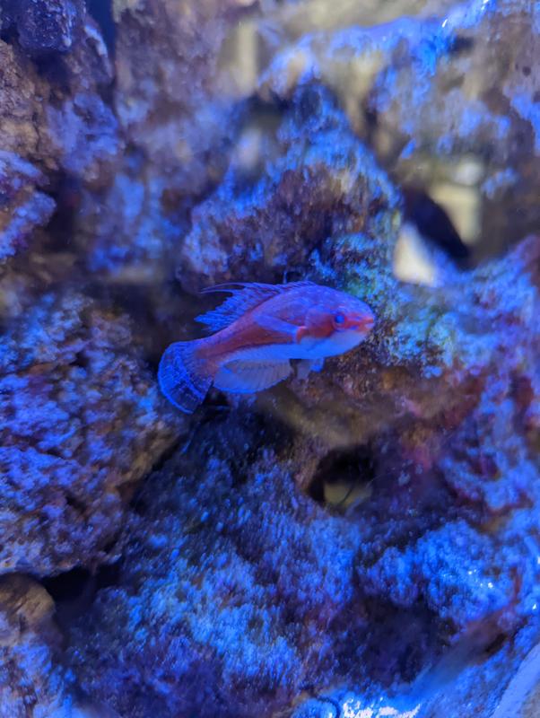 Fish with many white dots