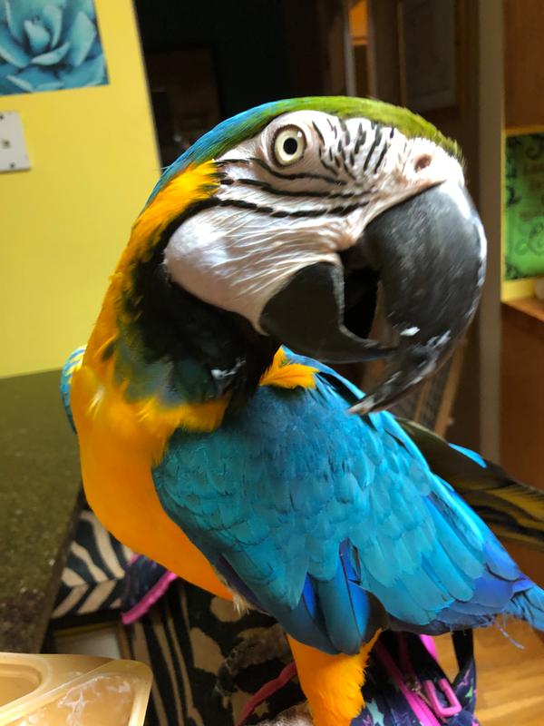 Brown s Tropical Carnival Gourmet Macaw Food Petco