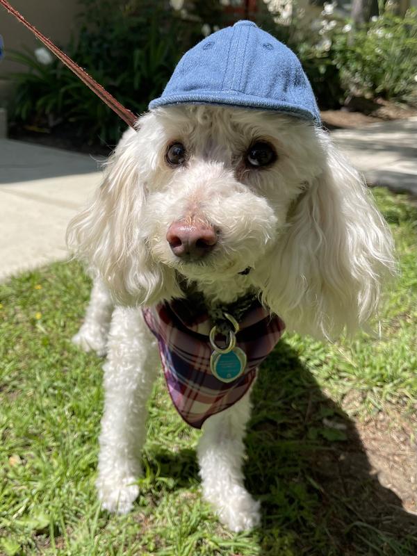 California Cool!