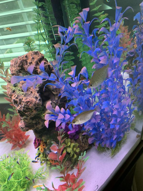 Mardel coppersafe petsmart sales