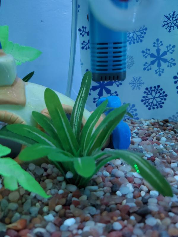 Petco Anubias Silk Betta Plant for Aquariums & Fish Tanks