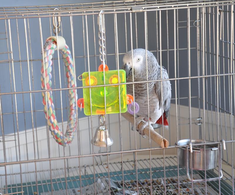 Jingles in her travel cage. Loves to travel with us.
