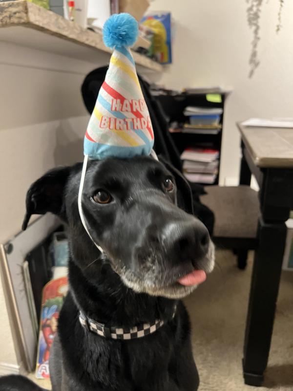 Dog birthday outlet hat petco