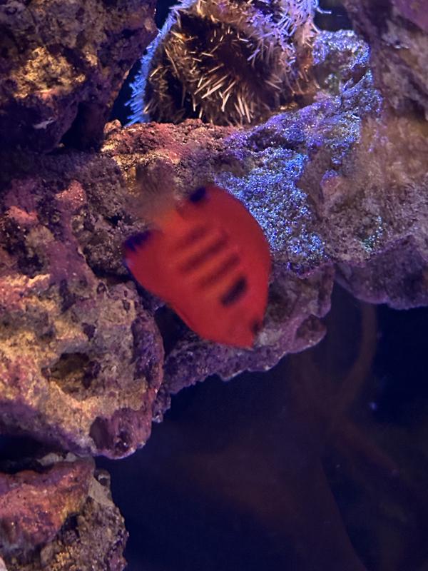 Flame Angel For Sale 1.5" Petco