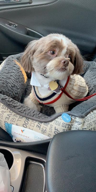 Loved it so much he rode in the car in it