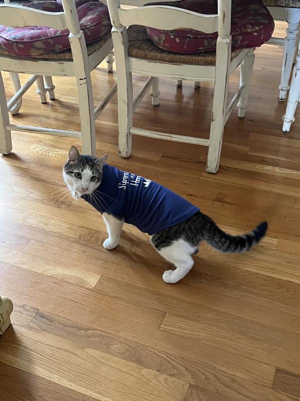 Cat in best sale supreme hoodie