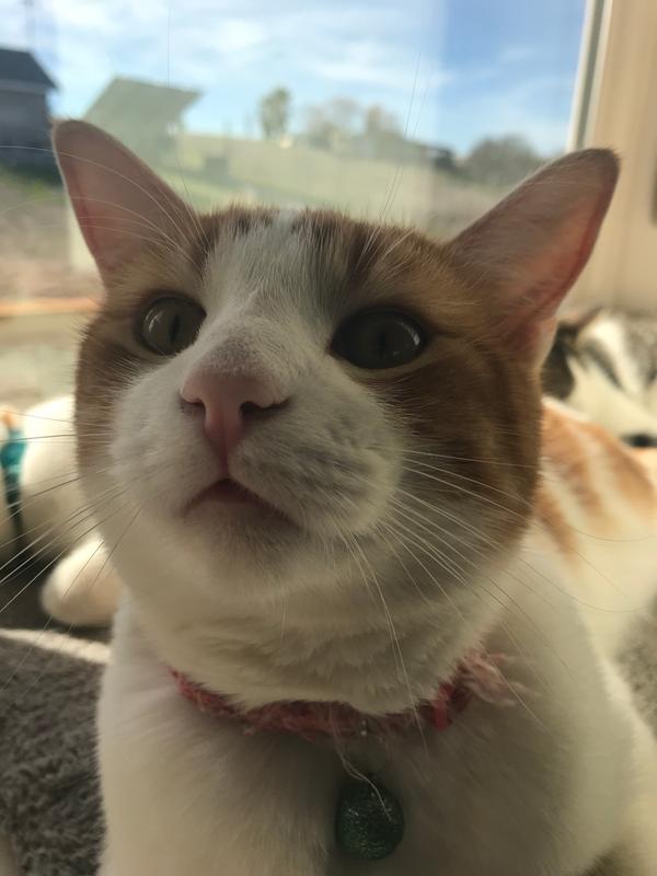The look I’d get before Weruva!