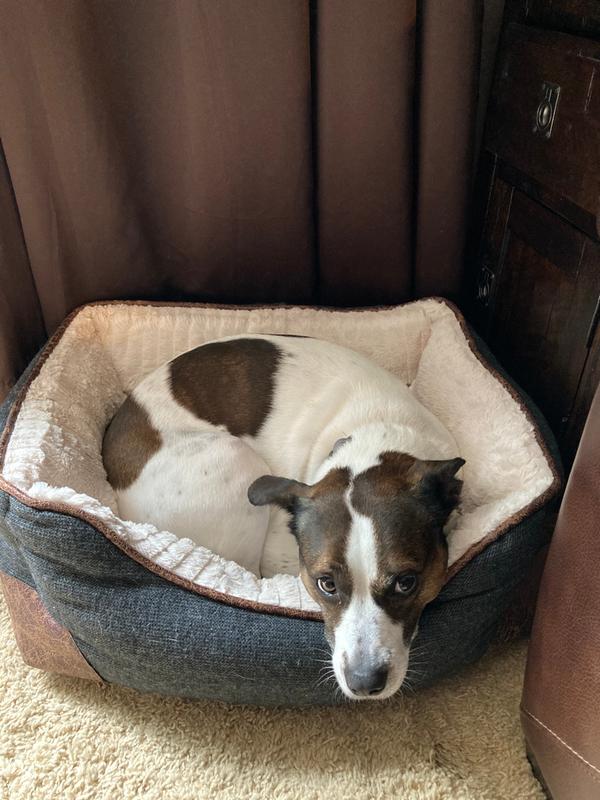 harmony grey nester orthopedic dog bed