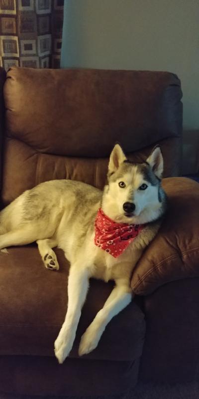 Petstages Chick-A-Bone Dog Toy, Small Petco