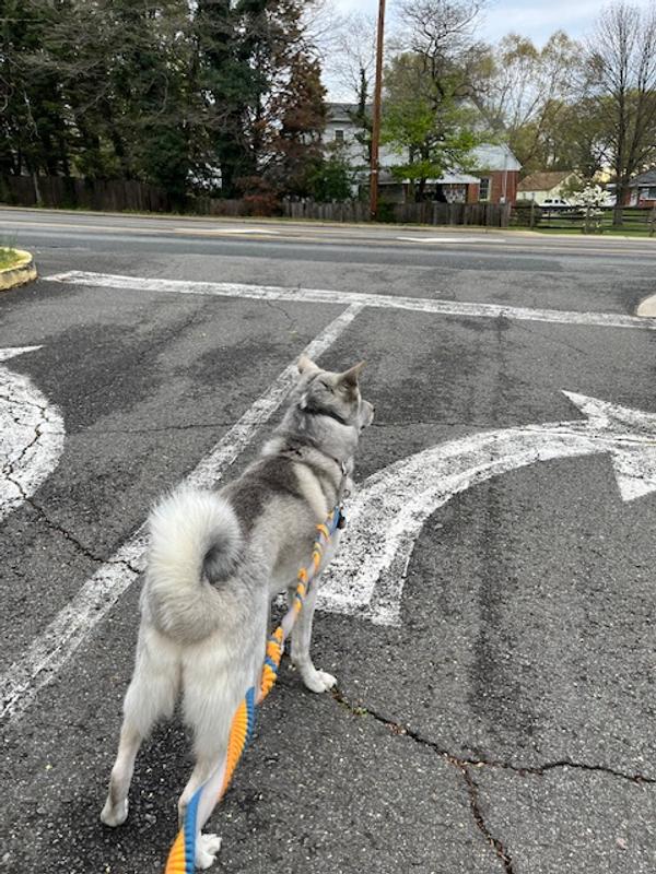 Reflective Piping and Fox Spotted