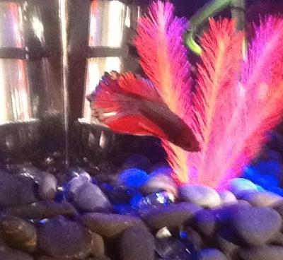 you can see how torn his tail is