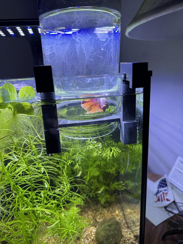 Aquarium équipé Fluval Betta haut de gamme, 10 L (2,6 gal US) - Safari Pet  Center