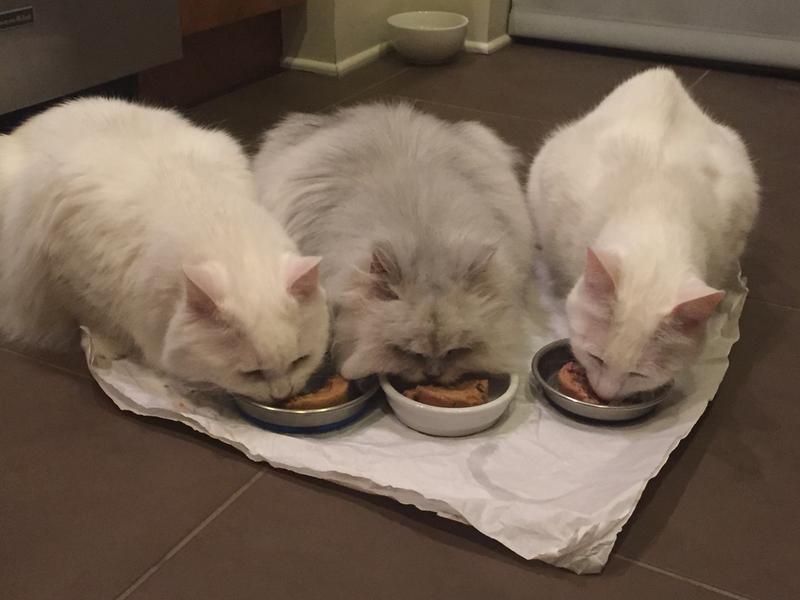 Eating Halo together