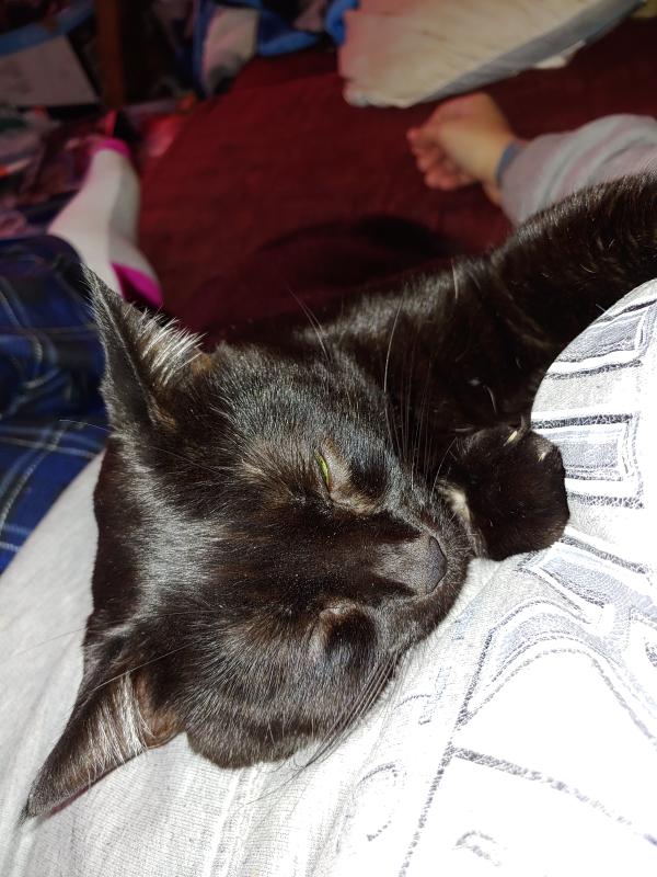 What does the color of my dogs puke mean The Meaning Of Color