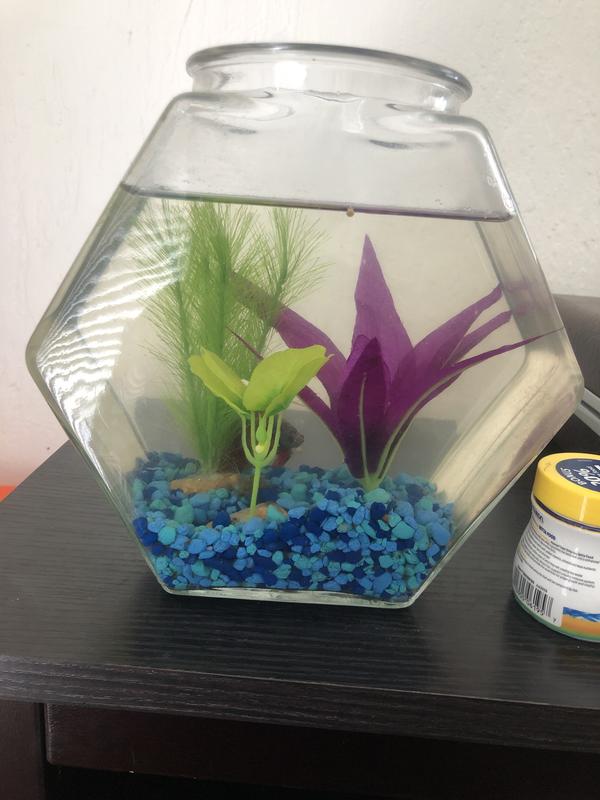 Linda in his new tank of silk plants :)