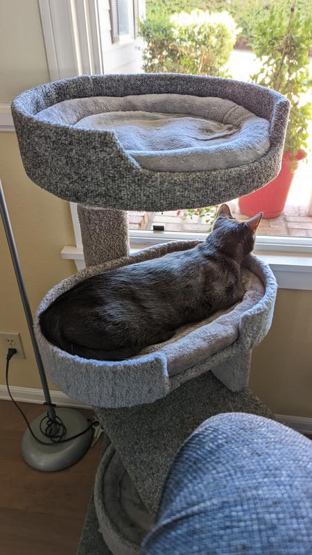 My cat on the middle perch for size. He is 1 and abt 10lbs. Could take out cushion for more room if needed