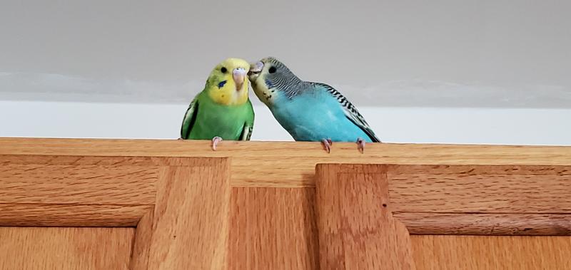 Budgies store at petco