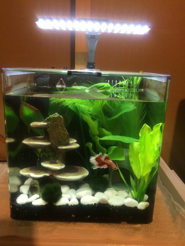 imagitarium 3.7 gallon filters