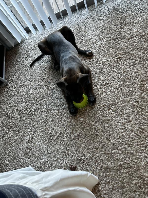 Nala’s New favorite toy
