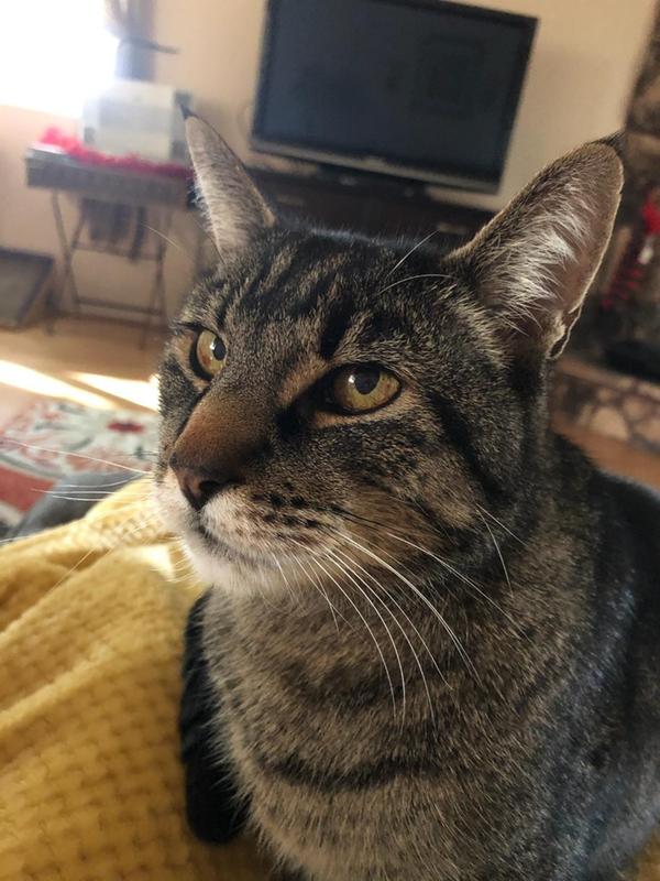If I promise to be a good kitty will you give me another can of Fancy Feast Gourmet Naturals?