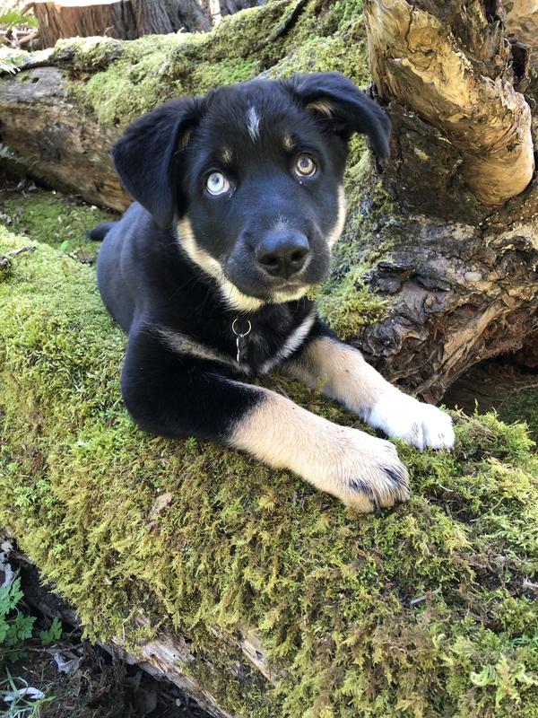 Apollo the Happy Pup