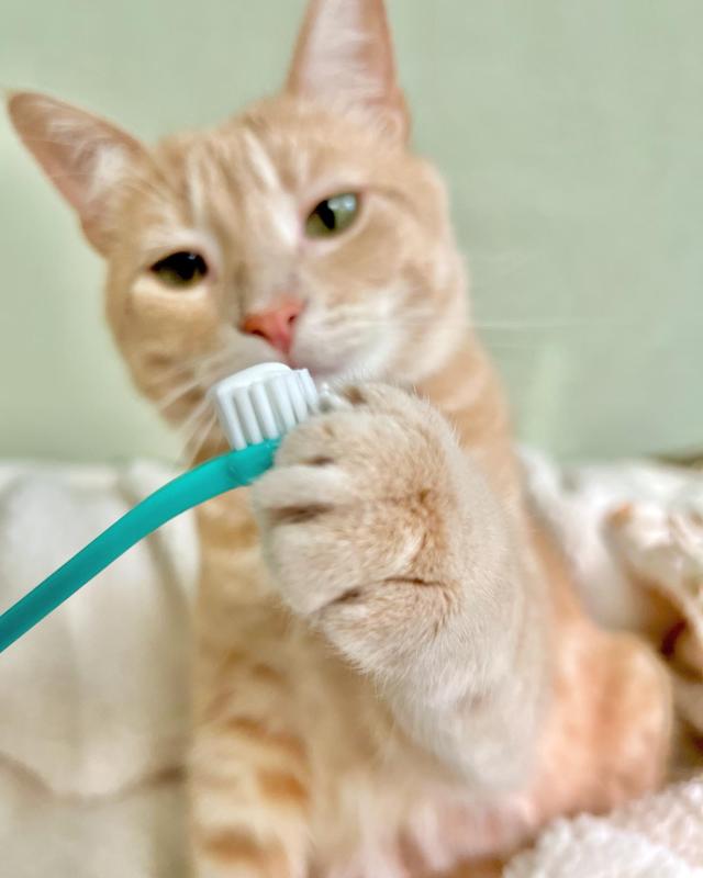 Cat toothbrush petco hotsell