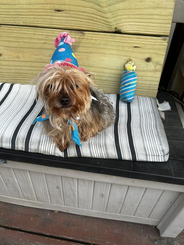 Happy Birthday Lacy