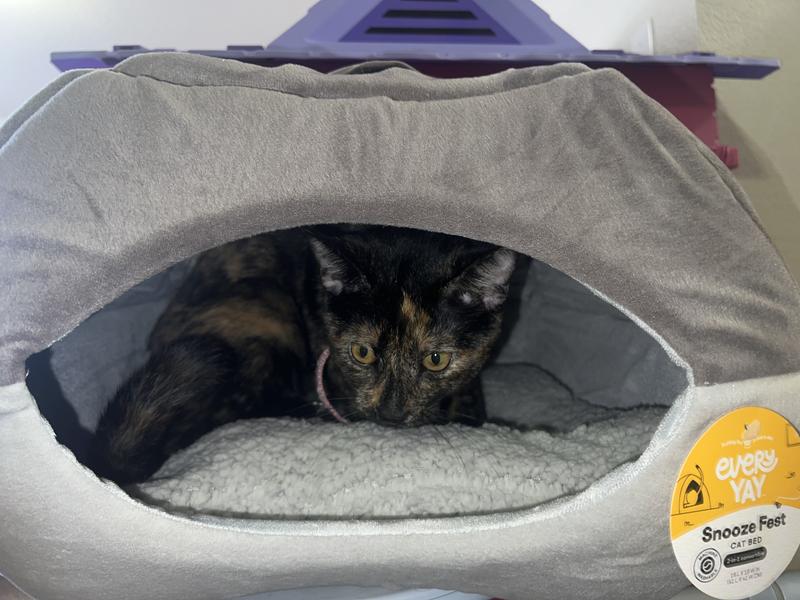 Kitty loves her new bed