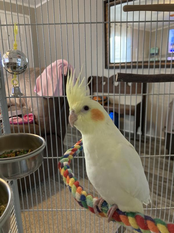 Cockatiel store outlet