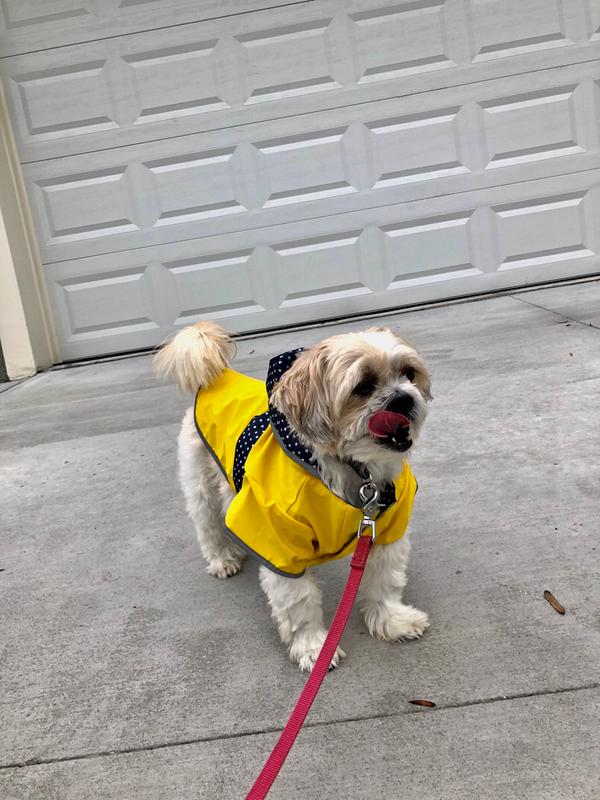 dog raincoat petco