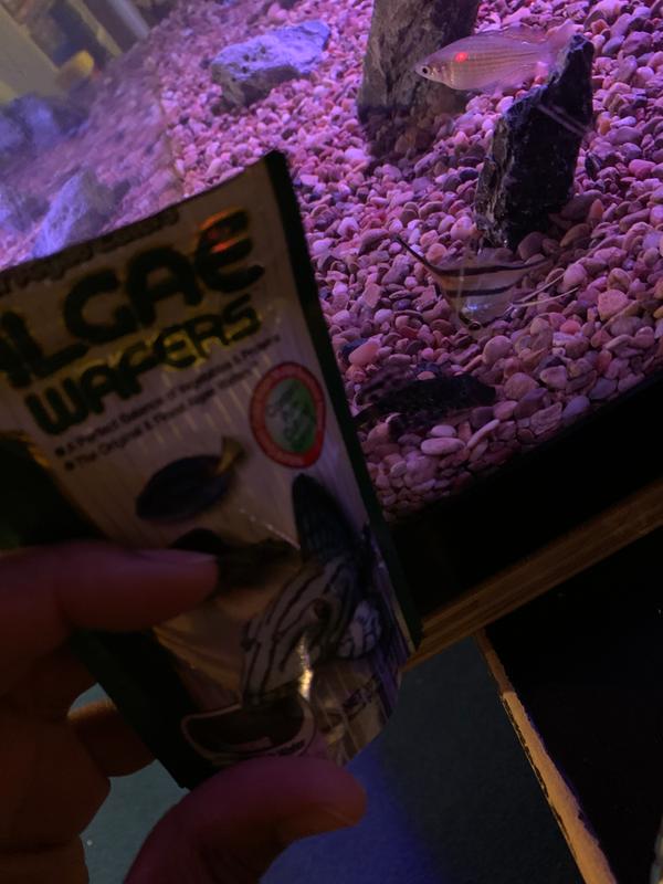 New baby Pleco and his wafers