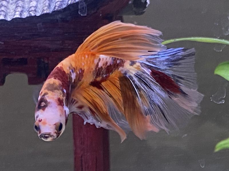 Imagitarium Male Tangerine Koi Betta Fish for Freshwater Tanks