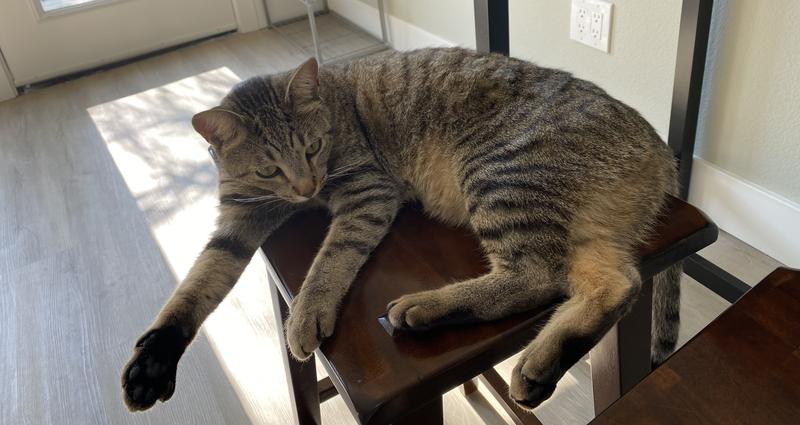 Happy and relaxed cats!