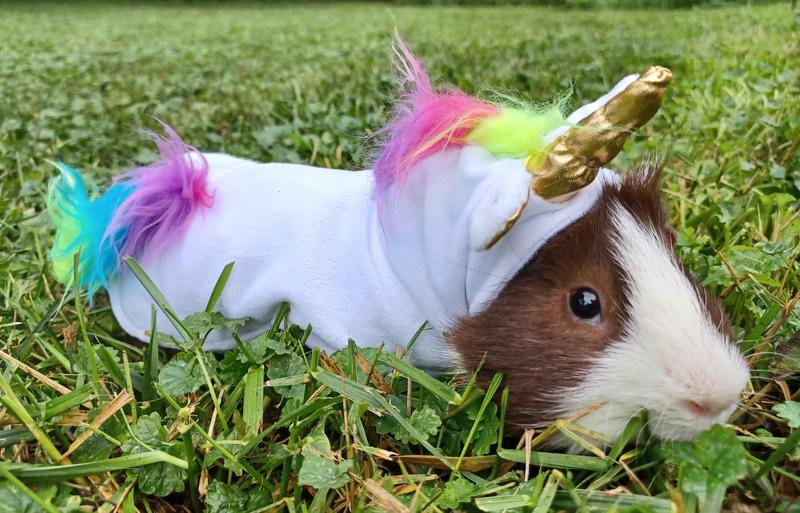 Guinea pig costumes sales petco