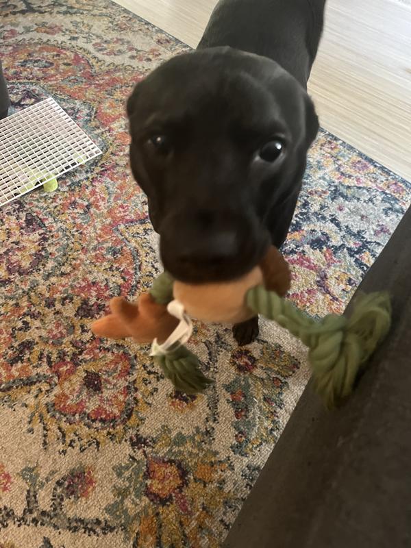 Photo - commentaire 2.