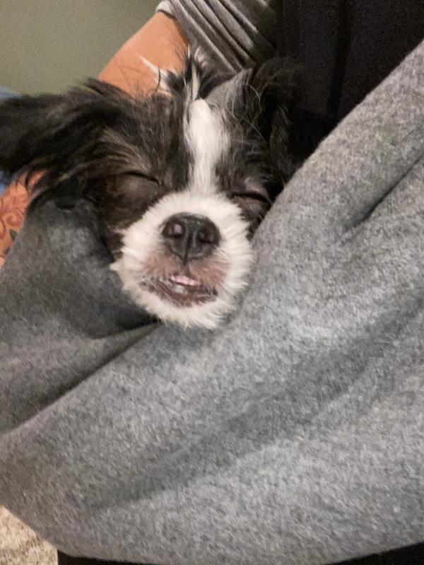 petco dog carrier sling