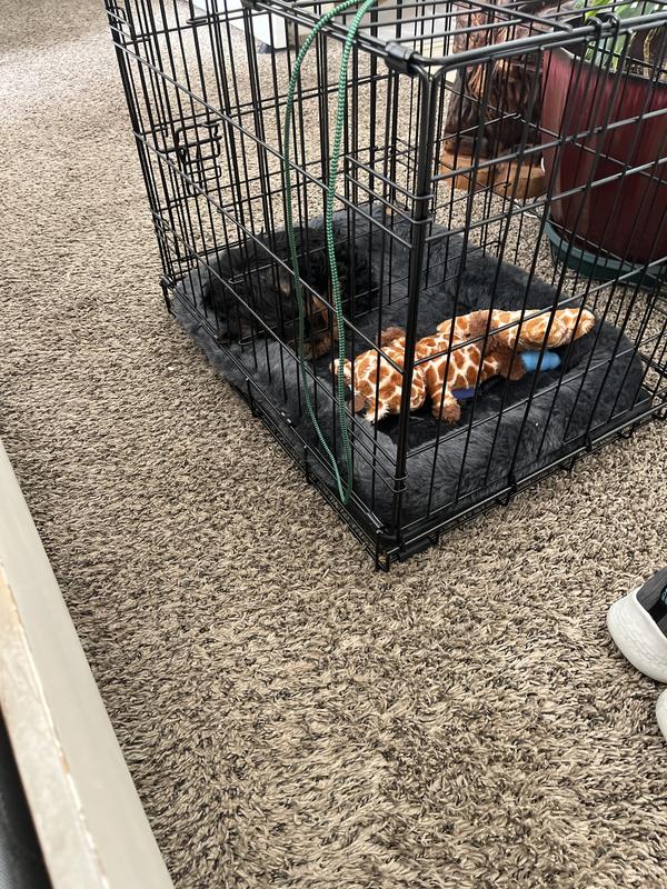 Napping in his crate